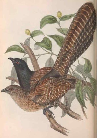 Reproducción/Reproduction 36143790883: The birds of Australia.. London,Printed by R. and J. E. Taylor; pub. by the author,[1840]-48.