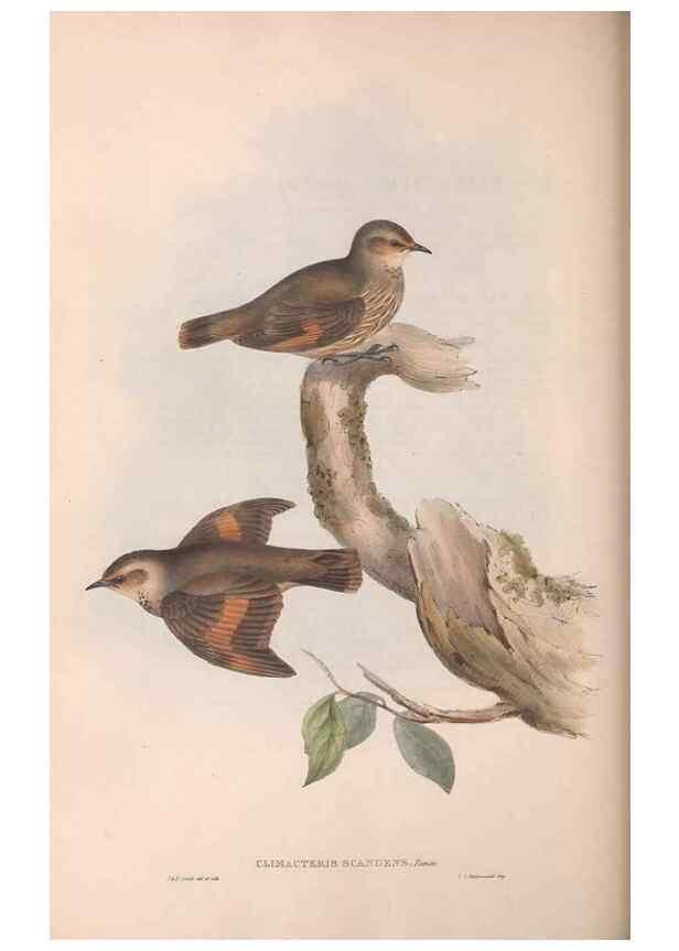 Reproducción/Reproduction 36143792753: The birds of Australia.. London,Printed by R. and J. E. Taylor; pub. by the author,[1840]-48.
