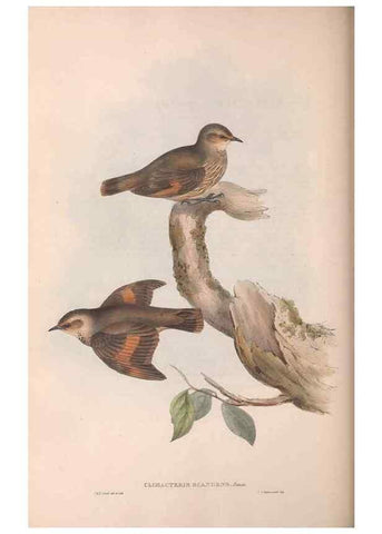 Reproducción/Reproduction 36143792753: The birds of Australia.. London,Printed by R. and J. E. Taylor; pub. by the author,[1840]-48.
