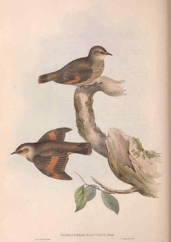 Reproducción/Reproduction 36143792753: The birds of Australia.. London,Printed by R. and J. E. Taylor; pub. by the author,[1840]-48.