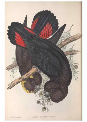 Reproducción/Reproduction 36764735236: The birds of Australia.. London,Printed by R. and J. E. Taylor; pub. by the author,[1840]-48.