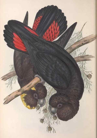 Reproducción/Reproduction 36764735236: The birds of Australia.. London,Printed by R. and J. E. Taylor; pub. by the author,[1840]-48.