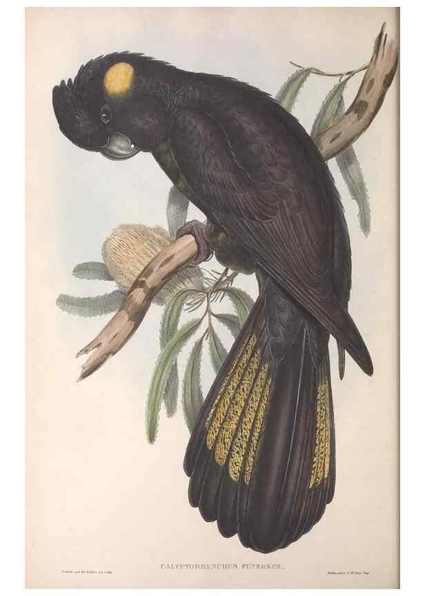 Reproducción/Reproduction 36117809784: The birds of Australia.. London,Printed by R. and J. E. Taylor; pub. by the author,[1840]-48.