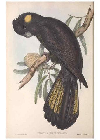 Reproducción/Reproduction 36117809784: The birds of Australia.. London,Printed by R. and J. E. Taylor; pub. by the author,[1840]-48.