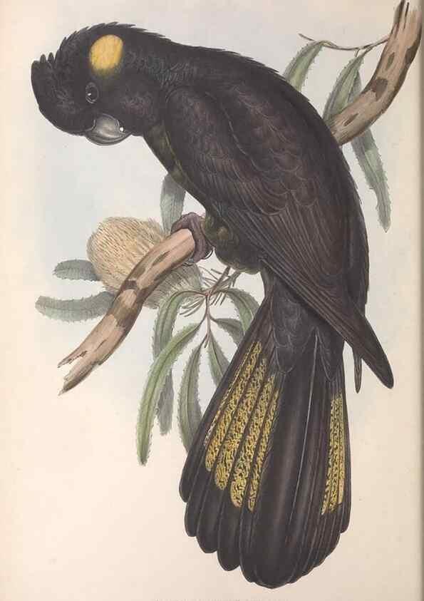Reproducción/Reproduction 36117809784: The birds of Australia.. London,Printed by R. and J. E. Taylor; pub. by the author,[1840]-48.