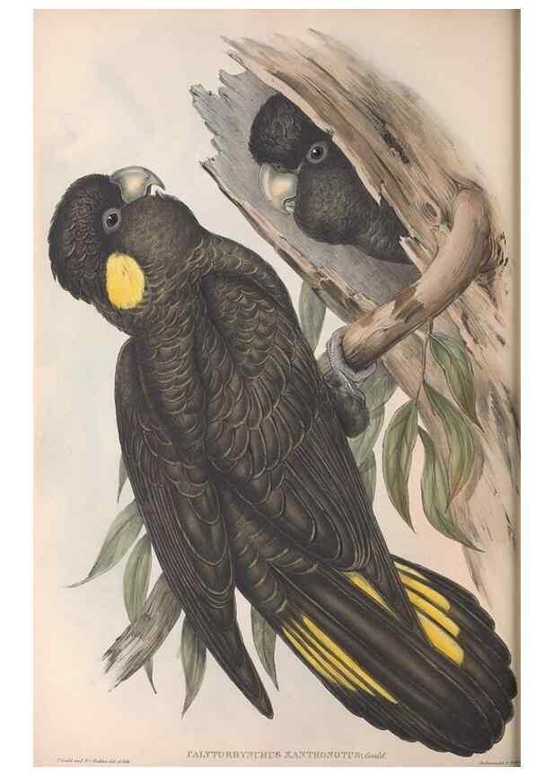 Reproducción/Reproduction 36117811244: The birds of Australia.. London,Printed by R. and J. E. Taylor; pub. by the author,[1840]-48.