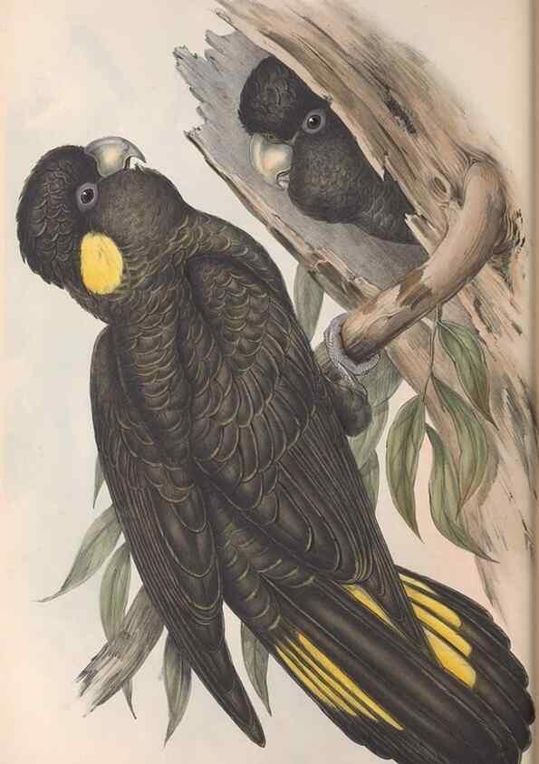 Reproducción/Reproduction 36117811244: The birds of Australia.. London,Printed by R. and J. E. Taylor; pub. by the author,[1840]-48.