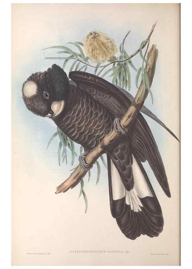 Reproducción/Reproduction 36812727101: The birds of Australia.. London,Printed by R. and J. E. Taylor; pub. by the author,[1840]-48.