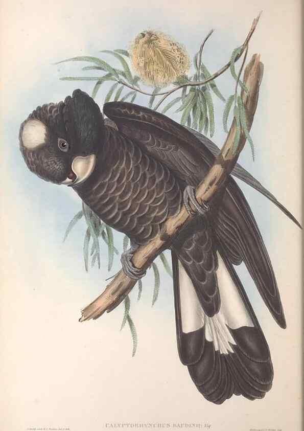 Reproducción/Reproduction 36812727101: The birds of Australia.. London,Printed by R. and J. E. Taylor; pub. by the author,[1840]-48.
