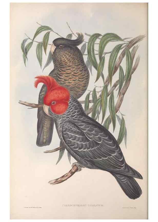 Reproducción/Reproduction 36812728761: The birds of Australia.. London,Printed by R. and J. E. Taylor; pub. by the author,[1840]-48.