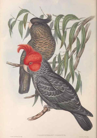 Reproducción/Reproduction 36812728761: The birds of Australia.. London,Printed by R. and J. E. Taylor; pub. by the author,[1840]-48.
