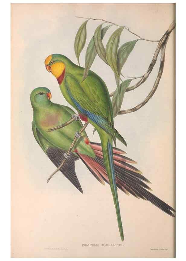 Reproducción/Reproduction 36143934573: The birds of Australia.. London,Printed by R. and J. E. Taylor; pub. by the author,[1840]-48.