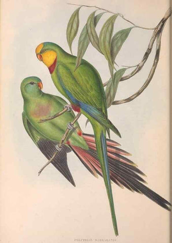 Reproducción/Reproduction 36143934573: The birds of Australia.. London,Printed by R. and J. E. Taylor; pub. by the author,[1840]-48.