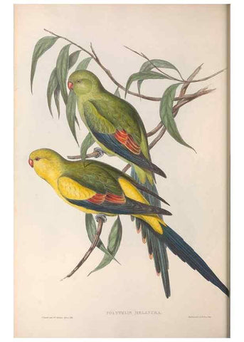 Reproducción/Reproduction 36812732631: The birds of Australia.. London,Printed by R. and J. E. Taylor; pub. by the author,[1840]-48.