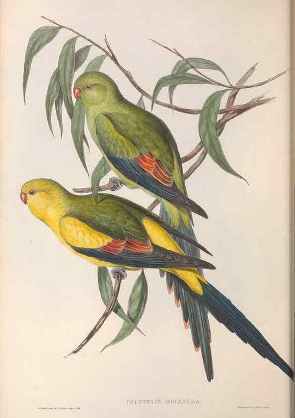 Reproducción/Reproduction 36812732631: The birds of Australia.. London,Printed by R. and J. E. Taylor; pub. by the author,[1840]-48.