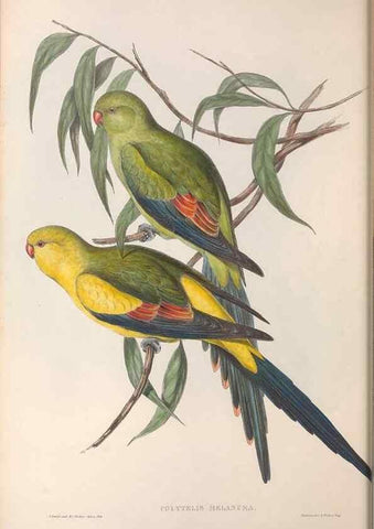 Reproducción/Reproduction 36812732631: The birds of Australia.. London,Printed by R. and J. E. Taylor; pub. by the author,[1840]-48.