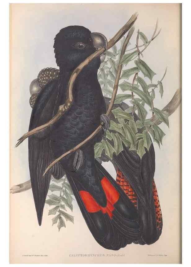 Reproducción/Reproduction 36764733286: The birds of Australia.. London,Printed by R. and J. E. Taylor; pub. by the author,[1840]-48.