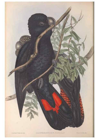 Reproducción/Reproduction 36764733286: The birds of Australia.. London,Printed by R. and J. E. Taylor; pub. by the author,[1840]-48.