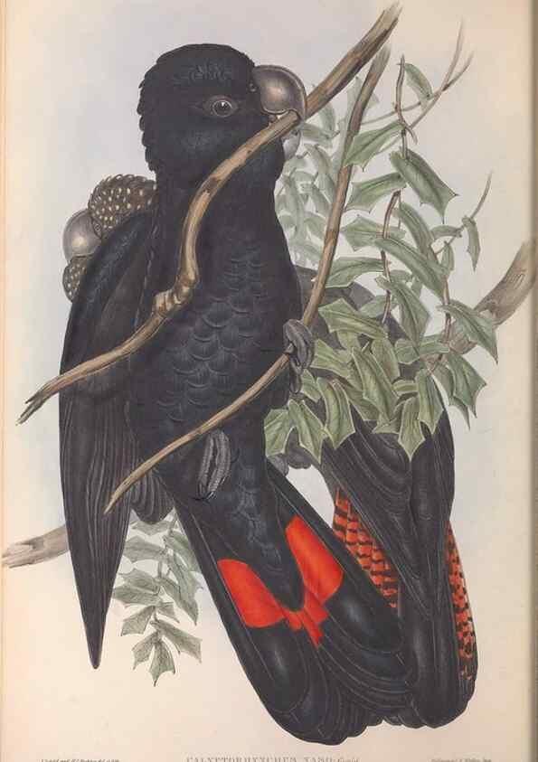 Reproducción/Reproduction 36764733286: The birds of Australia.. London,Printed by R. and J. E. Taylor; pub. by the author,[1840]-48.