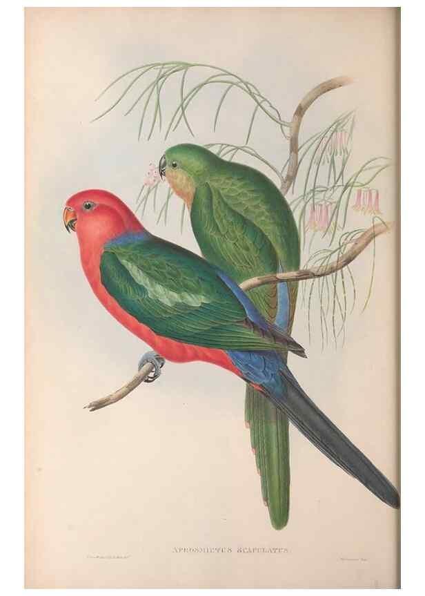Reproducción/Reproduction 36143938173: The birds of Australia.. London,Printed by R. and J. E. Taylor; pub. by the author,[1840]-48.