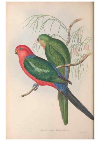 Reproducción/Reproduction 36143938173: The birds of Australia.. London,Printed by R. and J. E. Taylor; pub. by the author,[1840]-48.