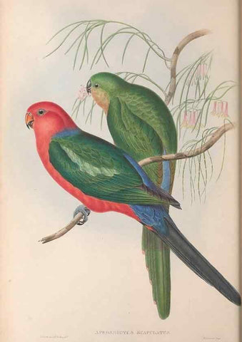 Reproducción/Reproduction 36143938173: The birds of Australia.. London,Printed by R. and J. E. Taylor; pub. by the author,[1840]-48.