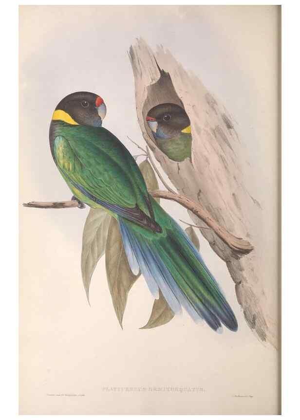 Reproducción/Reproduction 36812738241: The birds of Australia.. London,Printed by R. and J. E. Taylor; pub. by the author,[1840]-48.