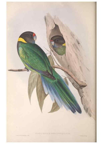Reproducción/Reproduction 36812738241: The birds of Australia.. London,Printed by R. and J. E. Taylor; pub. by the author,[1840]-48.