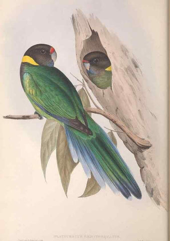 Reproducción/Reproduction 36812738241: The birds of Australia.. London,Printed by R. and J. E. Taylor; pub. by the author,[1840]-48.