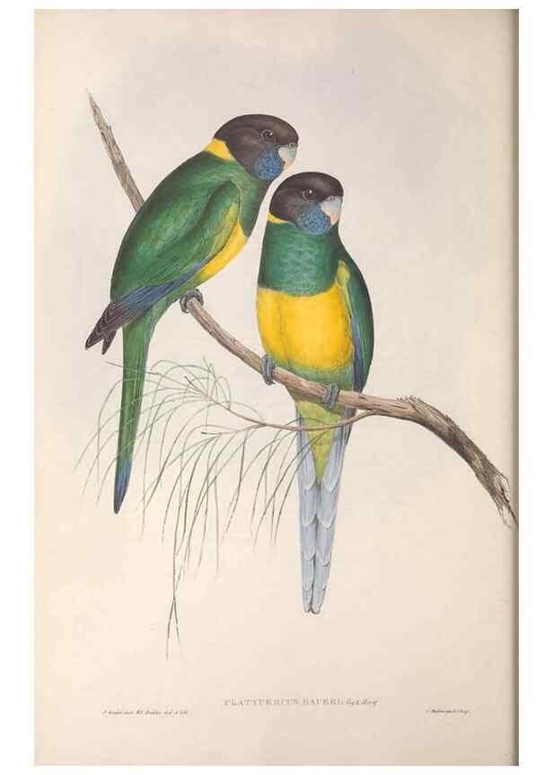 Reproducción/Reproduction 36812740091: The birds of Australia.. London,Printed by R. and J. E. Taylor; pub. by the author,[1840]-48.
