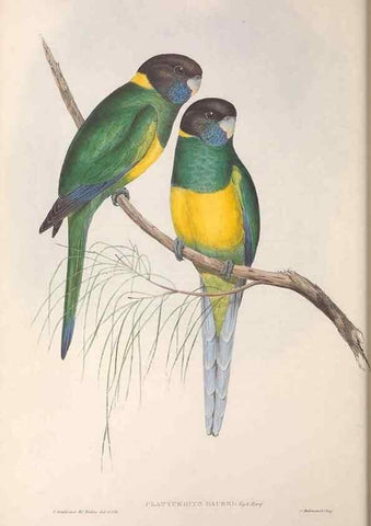 Reproducción/Reproduction 36812740091: The birds of Australia.. London,Printed by R. and J. E. Taylor; pub. by the author,[1840]-48.