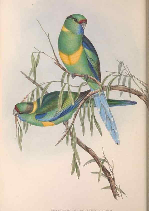 Reproducción/Reproduction 36812741821: The birds of Australia.. London,Printed by R. and J. E. Taylor; pub. by the author,[1840]-48.