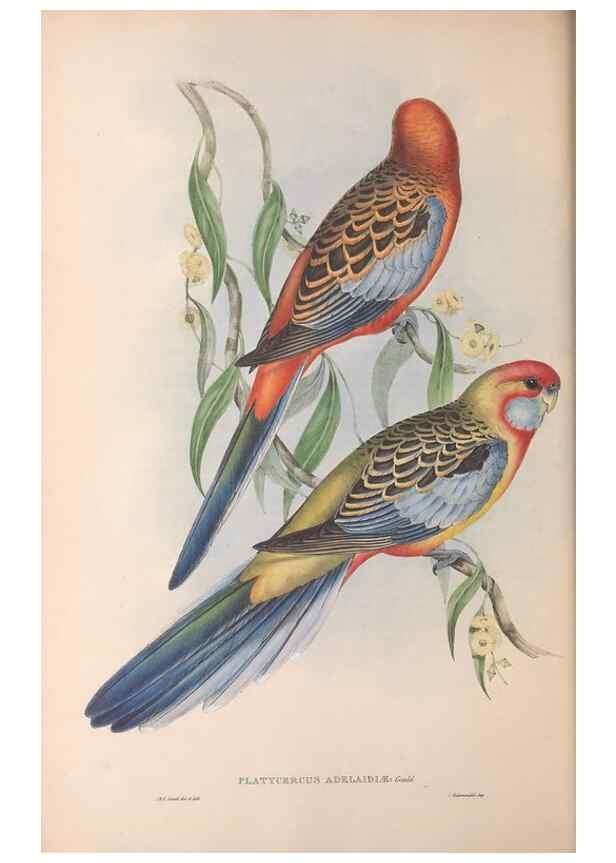 Reproducción/Reproduction 36812744211: The birds of Australia.. London,Printed by R. and J. E. Taylor; pub. by the author,[1840]-48.