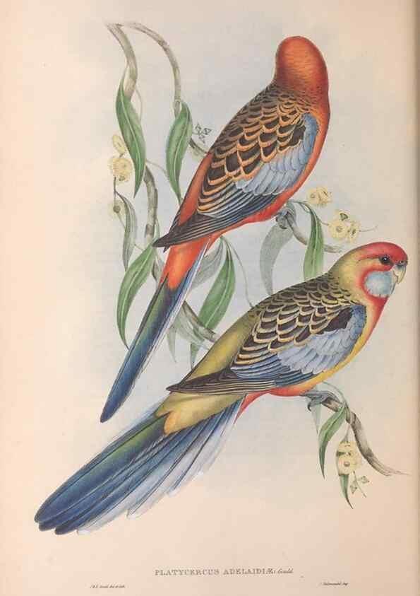 Reproducción/Reproduction 36812744211: The birds of Australia.. London,Printed by R. and J. E. Taylor; pub. by the author,[1840]-48.