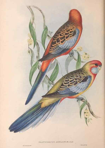 Reproducción/Reproduction 36812744211: The birds of Australia.. London,Printed by R. and J. E. Taylor; pub. by the author,[1840]-48.