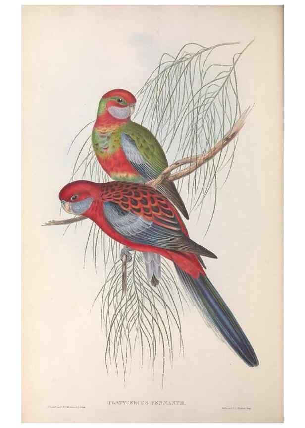 Reproducción/Reproduction 36812747231: The birds of Australia.. London,Printed by R. and J. E. Taylor; pub. by the author,[1840]-48.