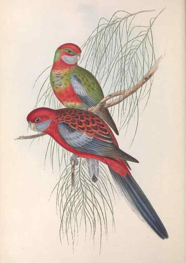 Reproducción/Reproduction 36812747231: The birds of Australia.. London,Printed by R. and J. E. Taylor; pub. by the author,[1840]-48.