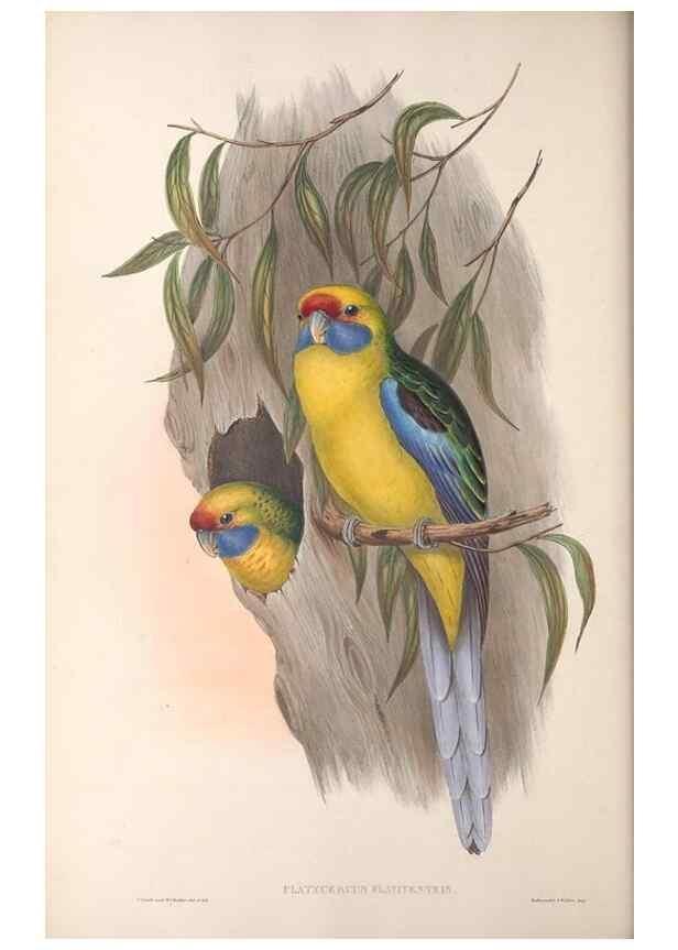 Reproducción/Reproduction 36812749111: The birds of Australia.. London,Printed by R. and J. E. Taylor; pub. by the author,[1840]-48.