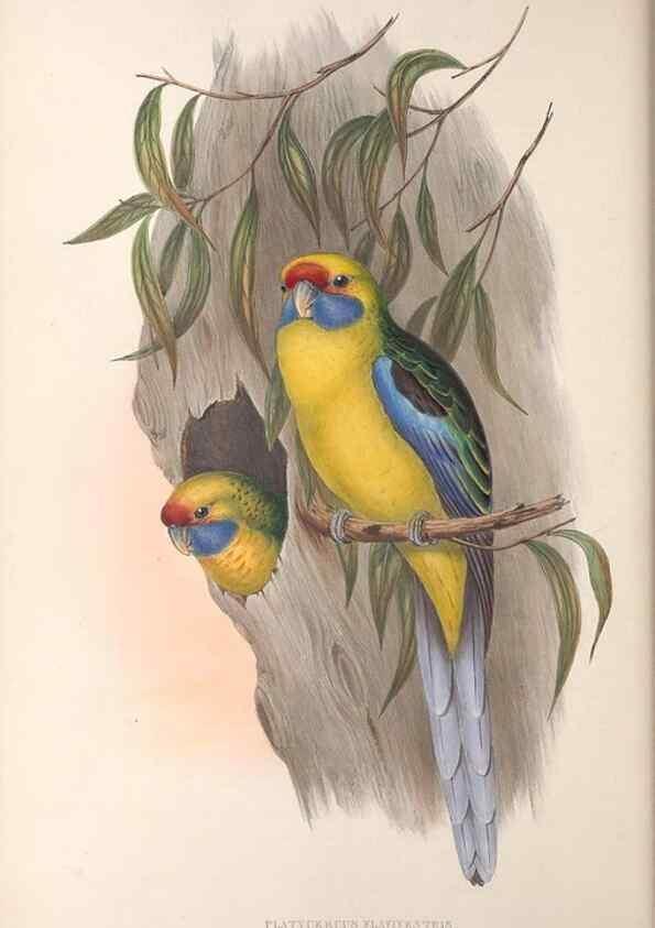 Reproducción/Reproduction 36812749111: The birds of Australia.. London,Printed by R. and J. E. Taylor; pub. by the author,[1840]-48.