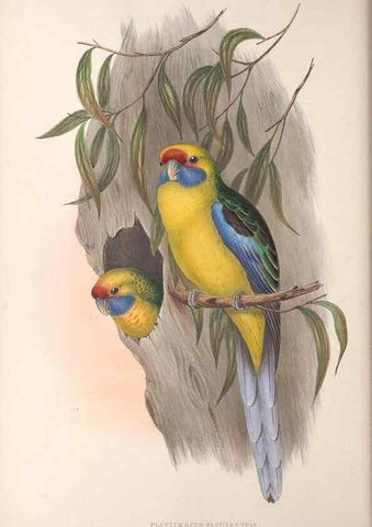Reproducción/Reproduction 36812749111: The birds of Australia.. London,Printed by R. and J. E. Taylor; pub. by the author,[1840]-48.