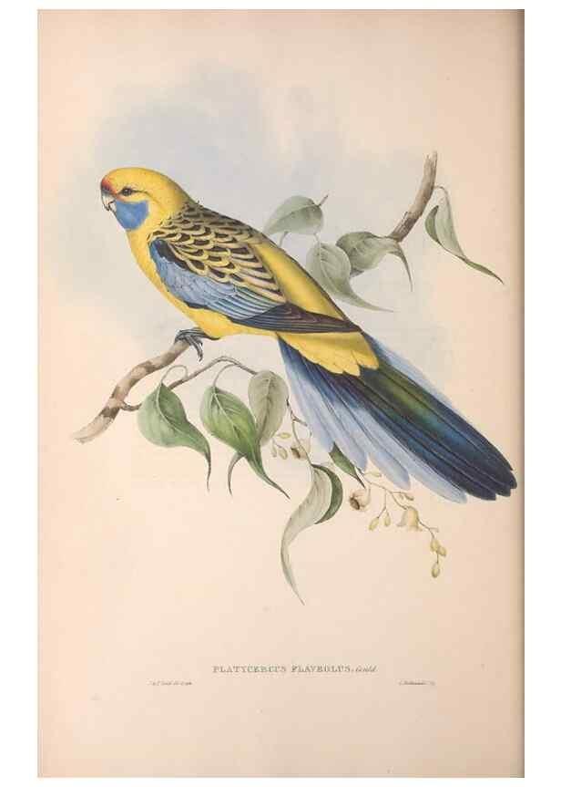 Reproducción/Reproduction 36812751261: The birds of Australia.. London,Printed by R. and J. E. Taylor; pub. by the author,[1840]-48.