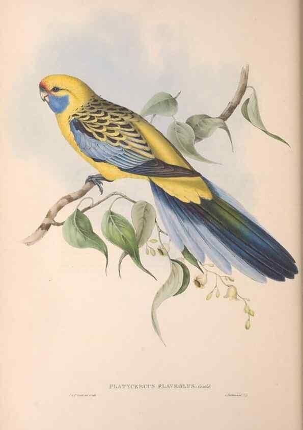 Reproducción/Reproduction 36812751261: The birds of Australia.. London,Printed by R. and J. E. Taylor; pub. by the author,[1840]-48.