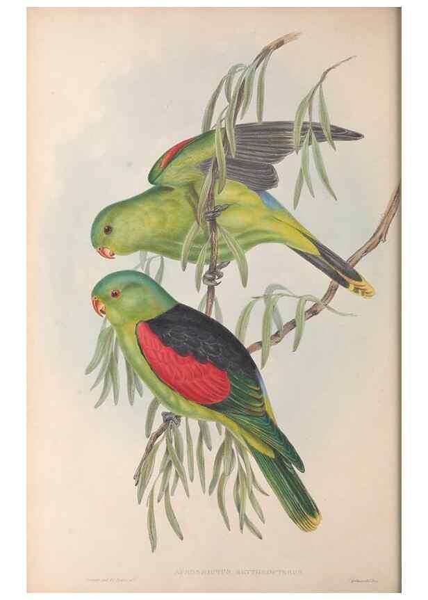 Reproducción/Reproduction 36143940133: The birds of Australia.. London,Printed by R. and J. E. Taylor; pub. by the author,[1840]-48.