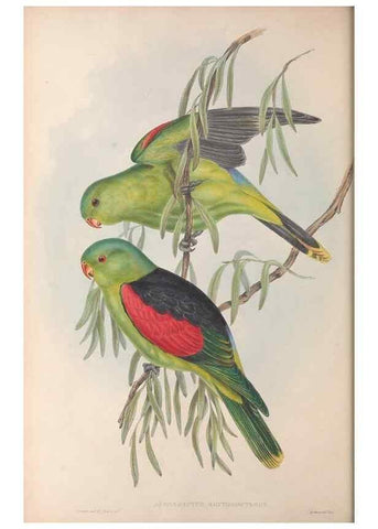 Reproducción/Reproduction 36143940133: The birds of Australia.. London,Printed by R. and J. E. Taylor; pub. by the author,[1840]-48.