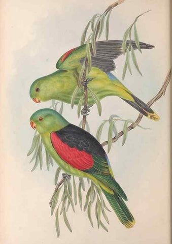 Reproducción/Reproduction 36143940133: The birds of Australia.. London,Printed by R. and J. E. Taylor; pub. by the author,[1840]-48.