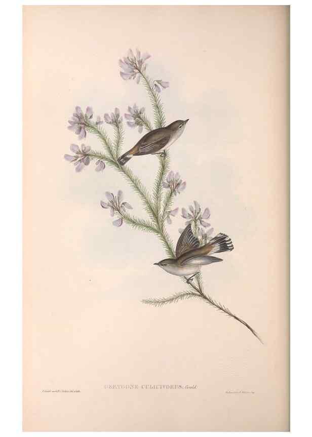 Reproducción/Reproduction 36117077674: The birds of Australia.. London,Printed by R. and J. E. Taylor; pub. by the author,[1840]-48.