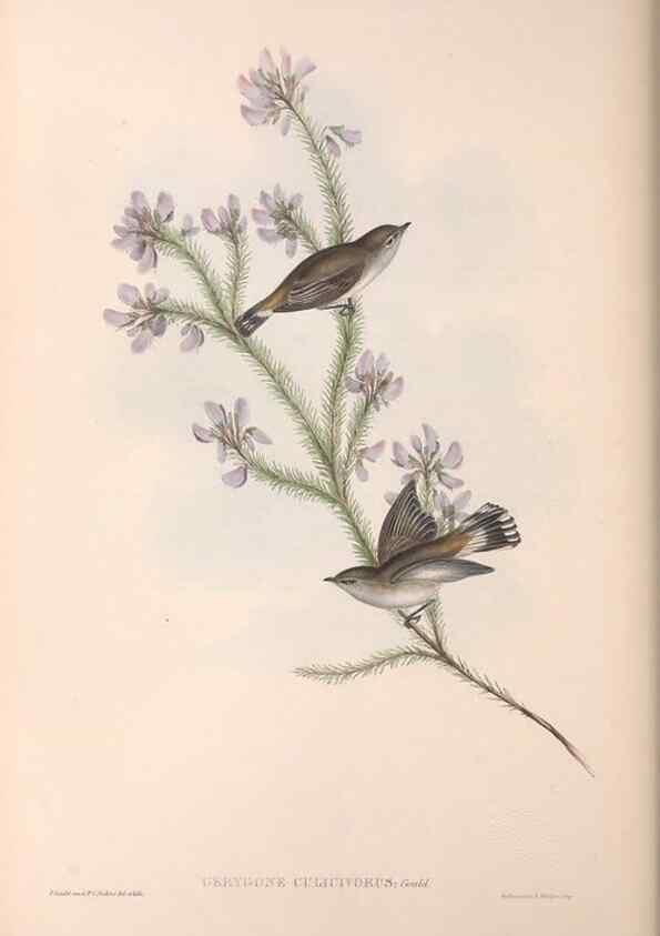 Reproducción/Reproduction 36117077674: The birds of Australia.. London,Printed by R. and J. E. Taylor; pub. by the author,[1840]-48.