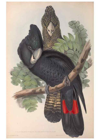 Reproducción/Reproduction 36117804434: The birds of Australia.. London,Printed by R. and J. E. Taylor; pub. by the author,[1840]-48.