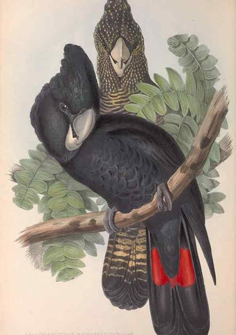 Reproducción/Reproduction 36117804434: The birds of Australia.. London,Printed by R. and J. E. Taylor; pub. by the author,[1840]-48.