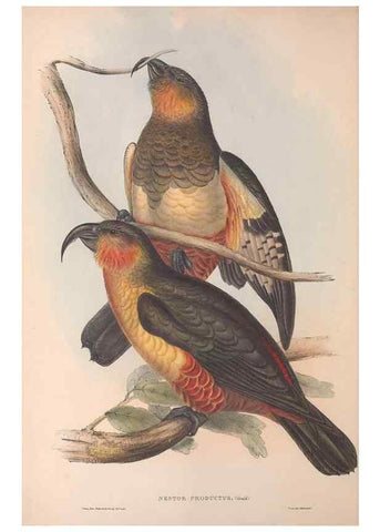 Reproducción/Reproduction 36781273192: The birds of Australia.. London,Printed by R. and J. E. Taylor; pub. by the author,[1840]-48.
